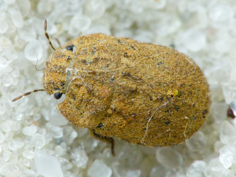 Odontoscelis (Obscuromorpha) hispidula (Jakovlev, 1874)